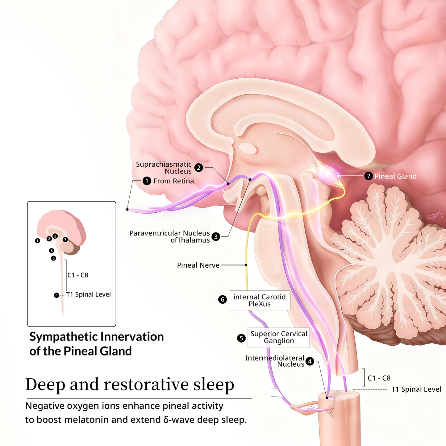 PURILA® Tiefschlaf RPO