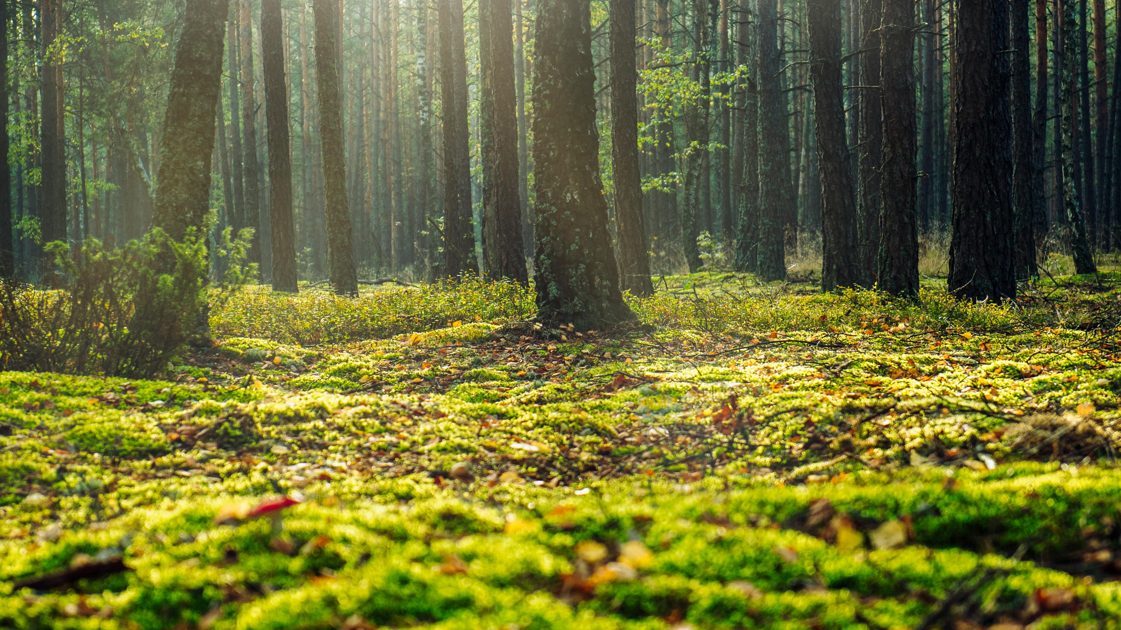 What Is Grounding—and Why It Might Just Change How You Sleep